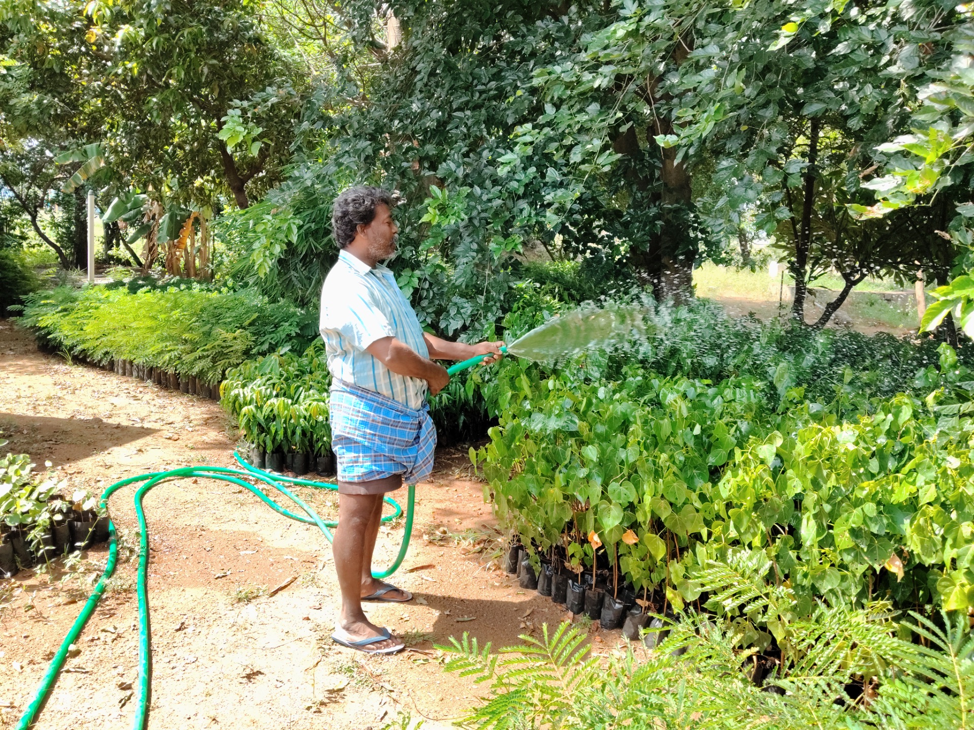 Tree Plantation & Nursery