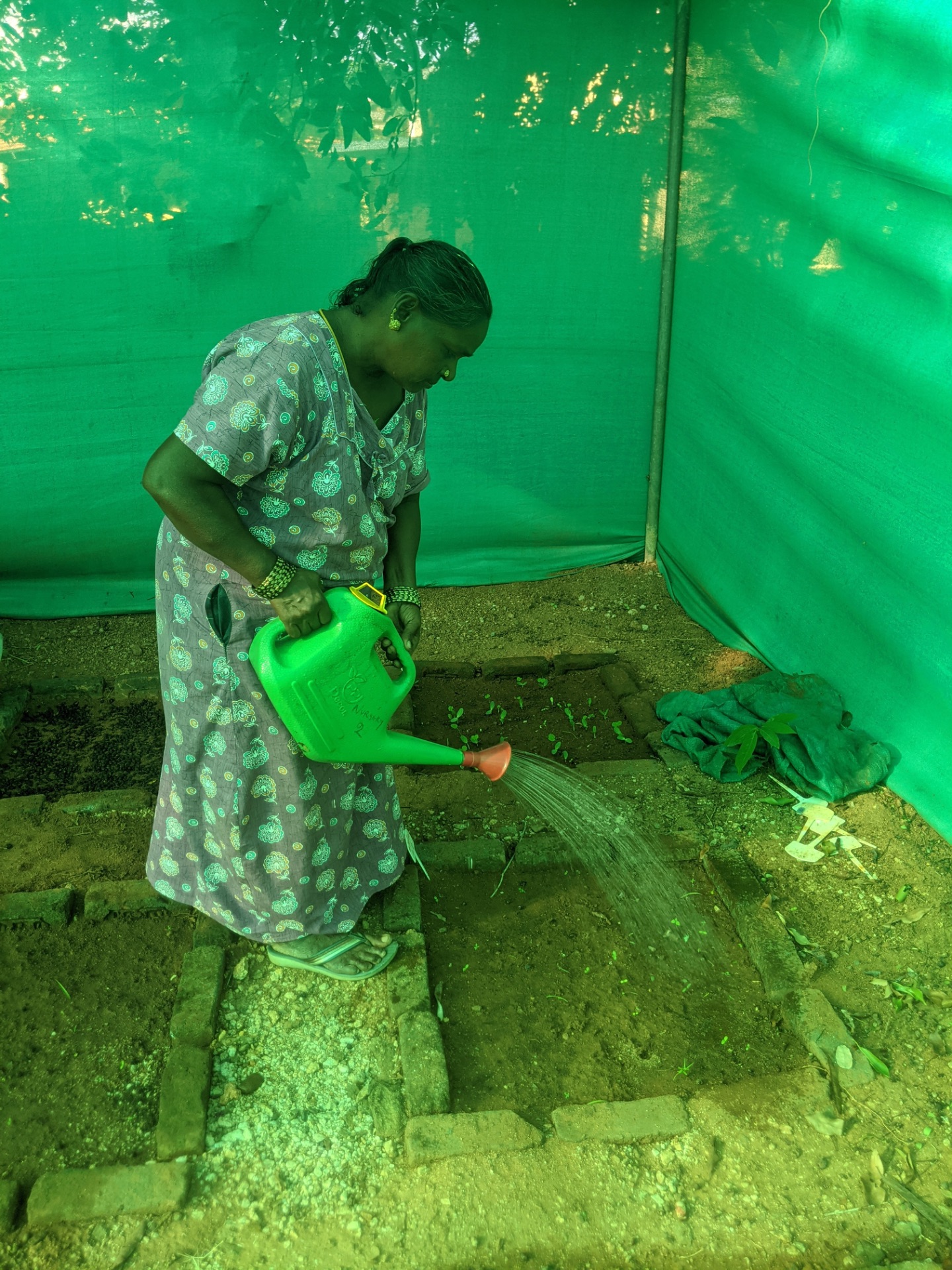 Tree Plantation & Nursery — 2