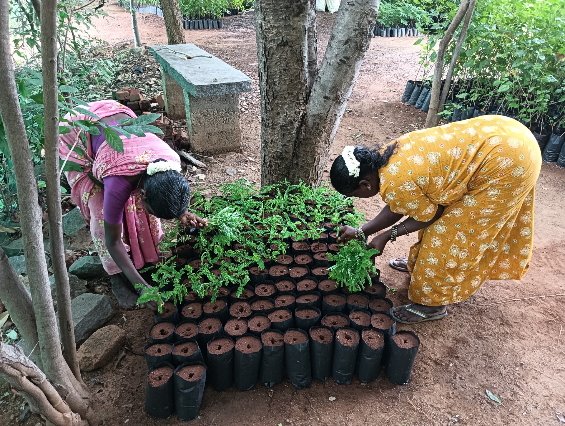 Tree Plantation & Nursery — 3