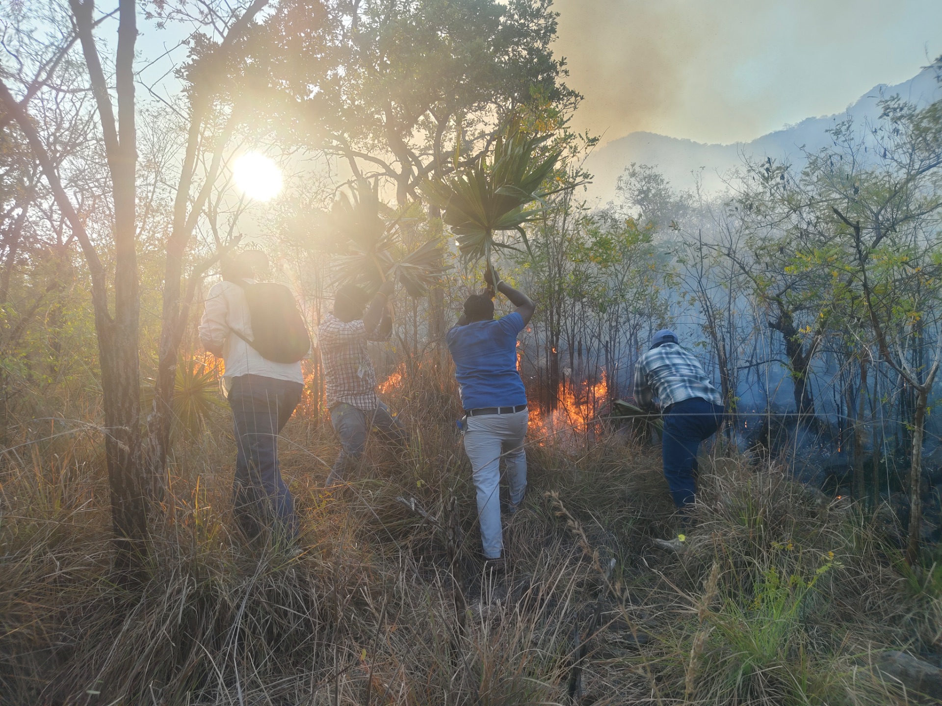 Forest Firefighting — 3